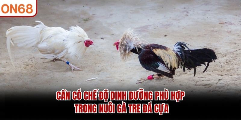 Cần có chế độ dinh dưỡng phù hợp trong nuôi gà tre đá cựa